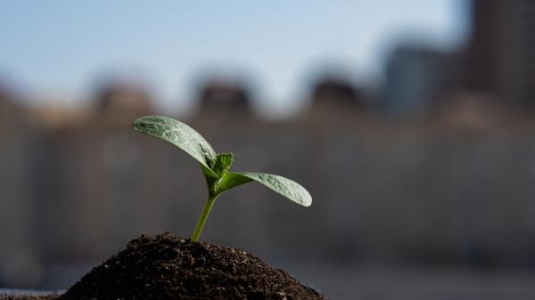 Small plant sprout coming up from the dirt